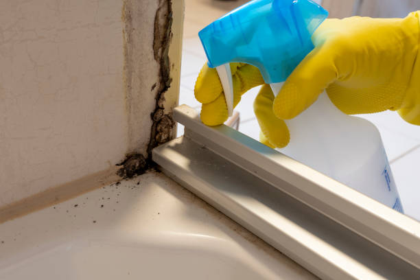 Best Industrial Mold Remediation in North Bellmore, NY